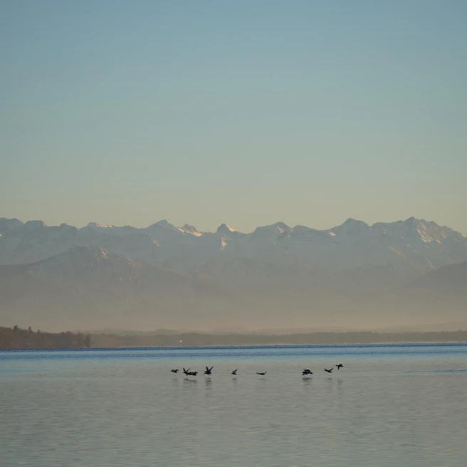 Lake Starnberg with a calm surface reflecting snow-capped mountains in the background. Several birds are visible on the water.